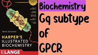 Gq subtype of GPCR | Part 4 | Harmone Action and Signal Transduction | Chapter 42 | Harper's