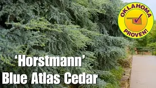 2025 Oklahoma Proven Tree: 'Horstmann' Blue Atlas Cedar