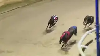 BUBBLY THUNDER Wins His 400m A3 Race In Trap 1 At Romford