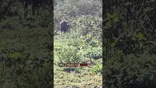 javali porco selvagem no rio Mogi Gua&ccedil;u