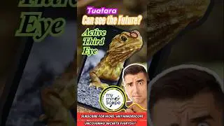 &ldquo;Tuatara&rsquo;s Third Eye &ndash; Can This Reptile See the Future?&rdquo; #myminorscope #reptile #facts #mystry