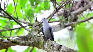 Blue Ground Dove (Claravis pretiosa)