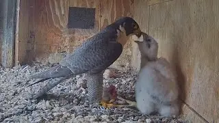 Diamond brings prey and feed hungry Girri | FalconCam Project | Nov 25, 2025