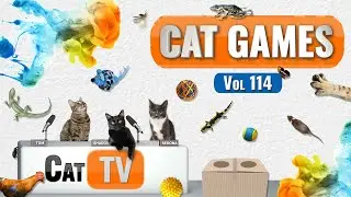 CAT Games | Ultimate Cat TV Compilation Vol 114 | 6 ЧАСОВ 🐝🐞🦋🦎🦜🐜🐭🧵