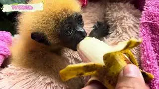 Yellow -Cheeked Gibbon, A poor baby boy named Mano, his name is Mano