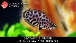 Ctenopoma acutirostre. The LEOPARD Bushfish from Africa! (Leopard Aquatic J009A)
