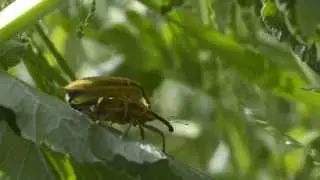 Lixus angustatus (weevil). Mating