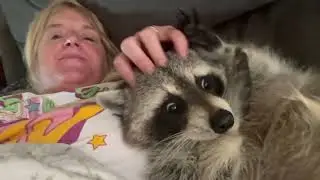 #Raccoonattack#wildpets#loving#cute#trashpanda