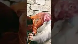fight between hawk and aseel cock 😱🔥🐓🦅#shorts#animalfight #hawk #falcon #eagle #aseelmurga #wildlife