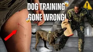 Dog Training Gone Wrong ⚠️ What NOT to Do 🛑