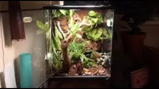 Tour of the ULTIMATE Bioactive Crested Gecko Mansion!