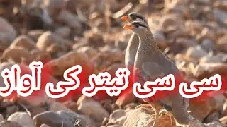 See See Partridge Sound | See See Partridge hunting |