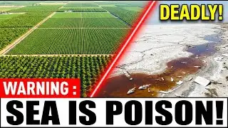 Footage From Salton Sea Shows America's Poison Sea Nobody Expected
