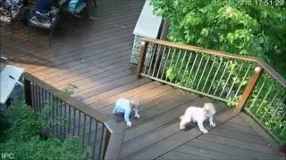 escaping monkies