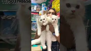 Delhi #petshop #cats #cuteanimal #petshub #pets #cutecat #turkishcat #cutepet #wholesale #cat 🥰❤️