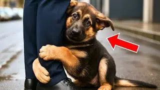 Un Chiot Suit Un Chien Policier Pour Demander De L’Aide — Sa Réaction Fait Pleurer