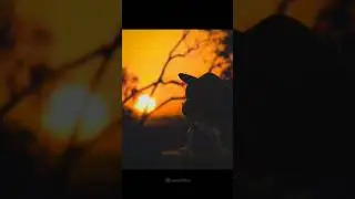 Miniature sunset photography                #toy #miniature #umeshOffline #shorts #photography