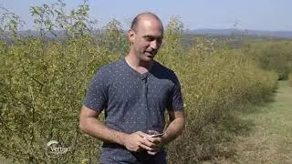 Zavrsena berba sipka na plantazi u okolini Mladenovca - U nasem ataru 859