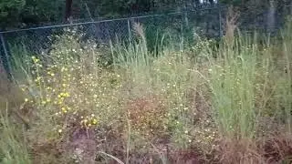 Summertime trail next to my house