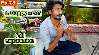 Guppy Fish Kitne Me Sell Hoti Hai? Earn Money From Breeding Guppy Fish | Full Explanation