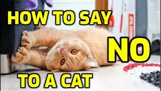 Как сказать кошке, чтобы она чего-то не делала