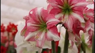 Hadeco’s 2022 Flowering amaryllis/Hippeastrum