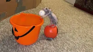 Happy Halloween from my Rats - 2024!