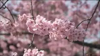 Washington DC Cherry Blossoms In Bloom - The History, Festival, Flower Viewing, Hanami