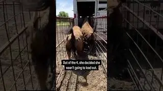 There&rsquo;s always that one calf&hellip;doesn&rsquo;t matter. Always one #bison #farming #americanbison #agriculture