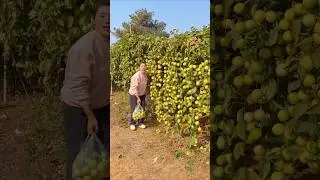 Enjoy Beautiful Nature Life🥝🍓🥑🍊🍉🍎🫐🍒#100 #nature #fruit #farming