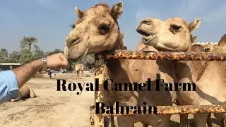 Living in Bahrain: Janabiya Royal Camel Farm