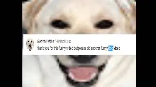 funny dog video
