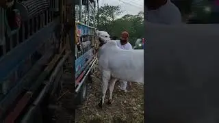 kheera Dhanni bull 450k demand #fatehjangi#beauty #bull #cow #animals