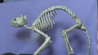 MAH04999