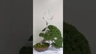 🌳19　#BONSAI #SHIN-PAKU(Chinese#Cypress)  #Professional#Dealers #Exhibit　#Ueno#Green#Club #Tokyo#2024