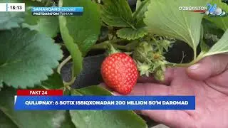 Qulupnay: 6 sotix issiqxonadan 200 million so&lsquo;m daromad I Fakt 24 (07.01.2026)