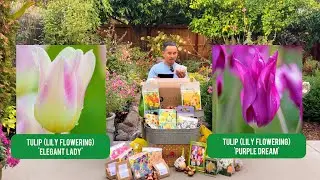 Daffodil and Tulip Bulbs from Longfield Gardens, Colorblends, Burpee, Amsterdam