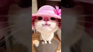 cute 💕🥰 TRENDING NO 1#trendingno1 #cute #cutebaby #cutecat #cuteanimals