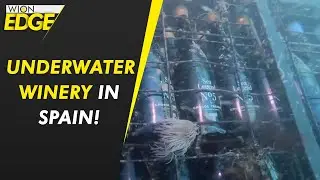 Underwater treasure or empty bottles, no! it&rsquo;s an underwater winery! | WION Edge
