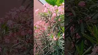 Flor espirradeira nerium oleander #flor #espirradeira #nerium #oleander #shorts