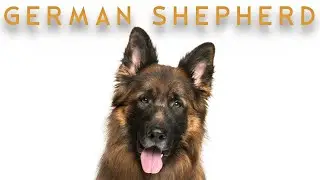 ஜெர்மன் ஷெப்பர்ட் - GERMAN SHEPHERD FACTS | DOG SERIES | STORYBOARD | தமிழ்