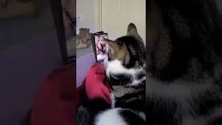 TikTok Addict 📱😵 My Cat Life