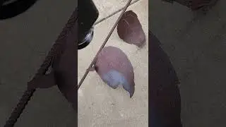 laser cleaning rust off a piece of art.