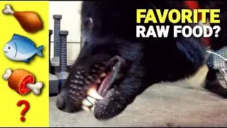 What is Ulu's Favorite RAW Food? - Beef, Fish or Chicken? - Taste Test