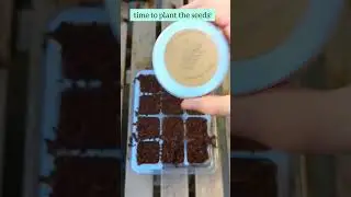 How to Grow Cardboard Palm Seeds 💚🌱 #cycads #tropicalplants #seedstarting