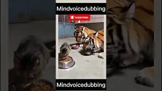 Ayyo aaya kaapathunga #funnyanimals #comedy #shorts #dog #cat #monkey #tamil #trending #shortsfeed