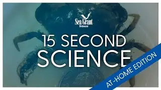 15 Second Science: Atlantic Mud Crab Populations