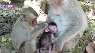 So Pity Lori Newborn Monkey, Mom Amari Look Like Don't Care Her Newborn Baby Monkey
