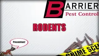 RODENTS | Prevention | BARRIER PEST CONTROL