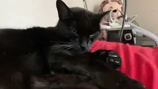 Anti-authoritarian cat&rsquo;s new year&rsquo;s advice for coping with 2026